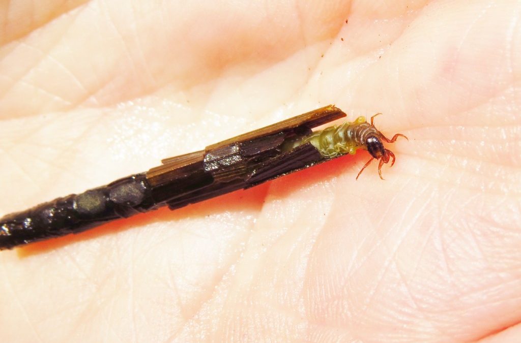 Caddisfly first for Wyre Forest