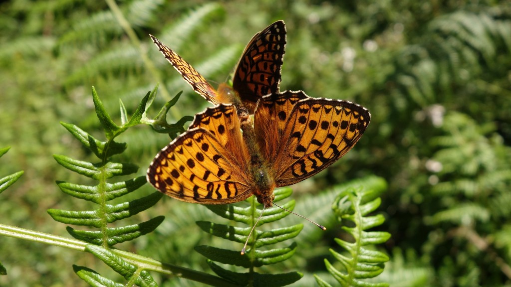 Dark Green Fritillaries