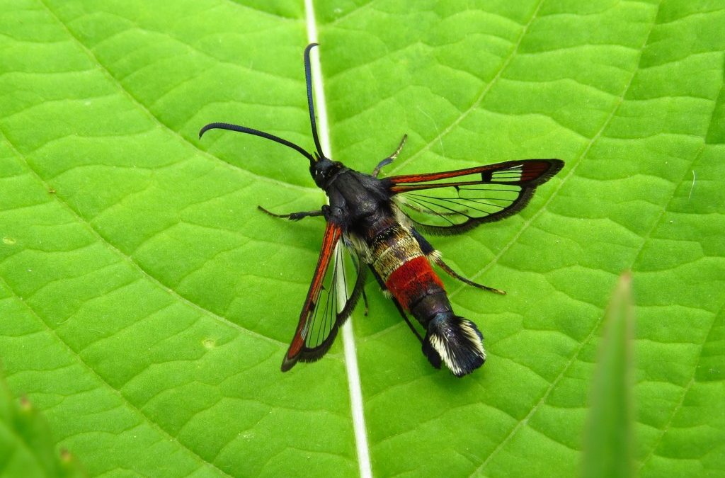 Red-tipped Clearwing Moth seen by the River Severn at Bewdley