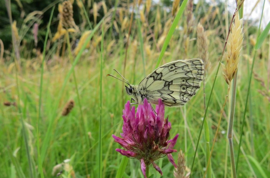 Marbled White (Melanargia galathea)