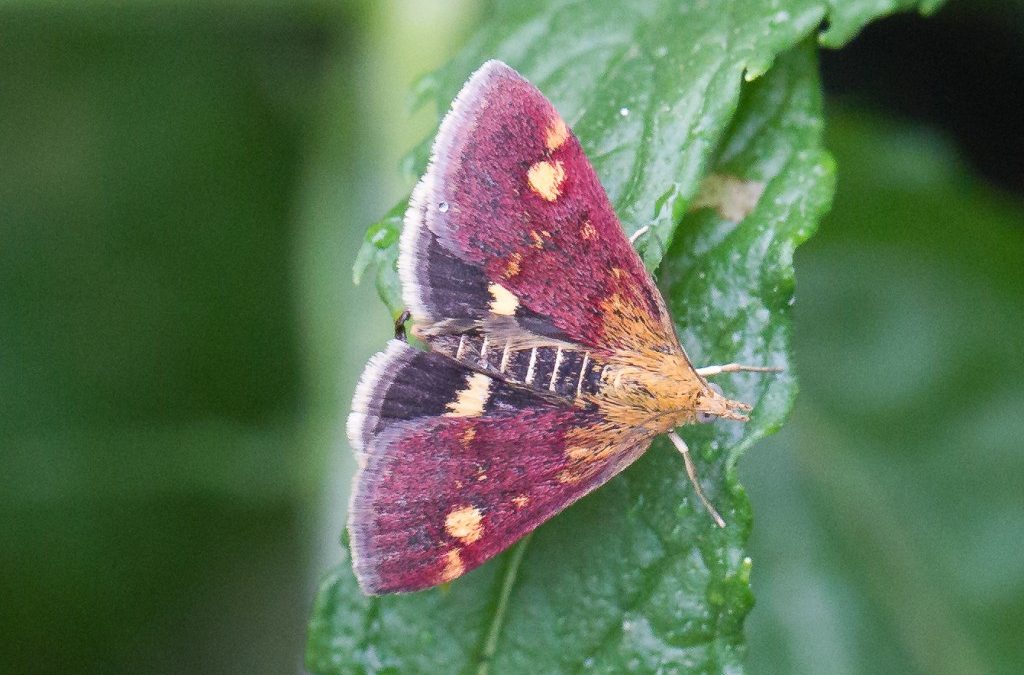 Small Purple and Gold Pyrausta aurata