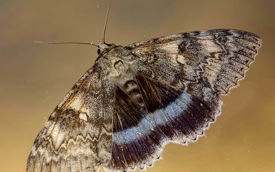 Clifden Nonpareil – back from the brink?