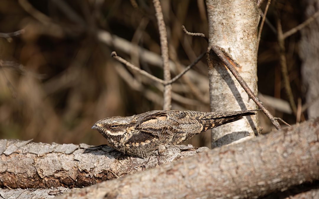 Nightjar sighting