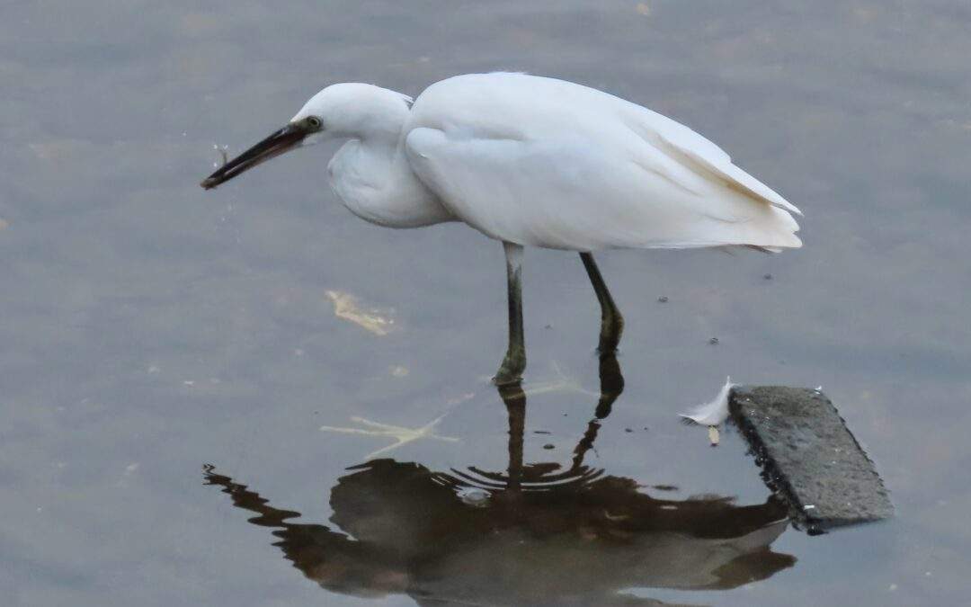 Little Egret, Bewdley, River Severn