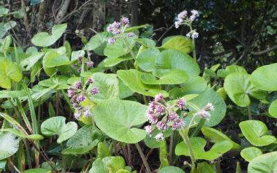 Winter Heliotrope Petasites fragrans in flower.