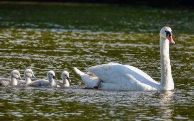 A flotilla of swans on the Severn.