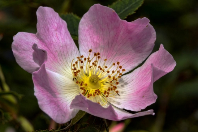 Dog Rose