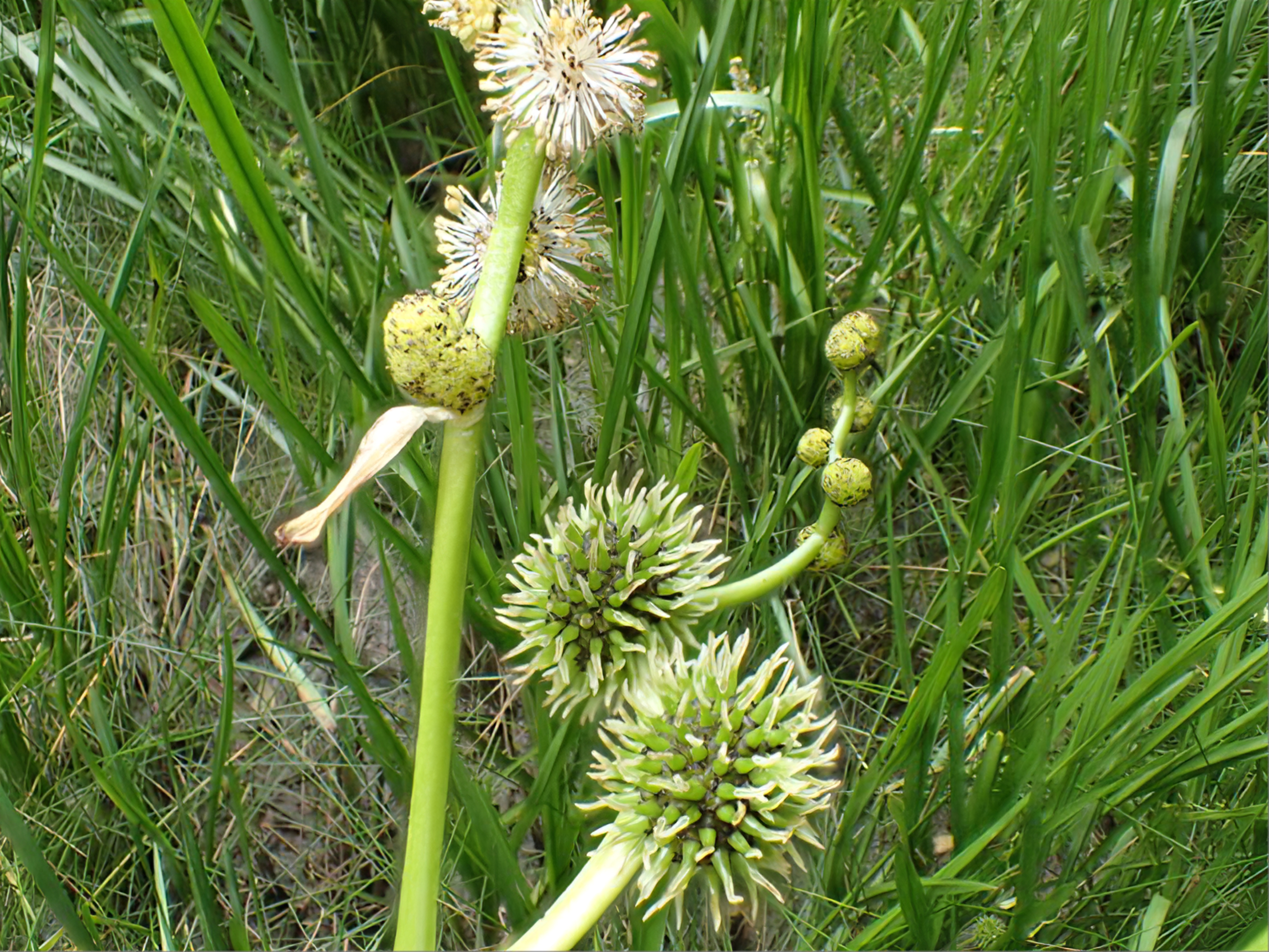 Branched Bur-reed