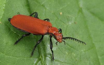 Common Cardinal beetle (Pyrochroa serraticornis)